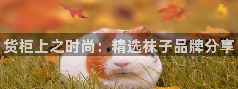 杏运平台登陆：货柜上之时尚：精选袜子品牌